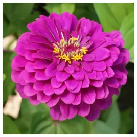 cynia-daliowa-fioletowa-nasiona-kwiatow-roslin-ozdobncyh