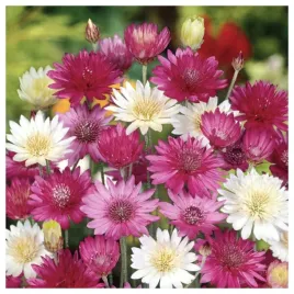 suchokwiat-roczny-mieszanka-na-suche-bukiety-nasiona-kwiatow-roslin