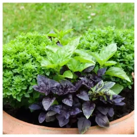 bazylia-mieszanka-odmian-nasiona-ziol-warzyw