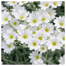 rogownica-biebersteina-biala-wieloletnia-nasiona-kwiatow-roslin-ozdobnych