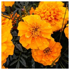 aksamitka-champion-pomaranczowa-nasiona-kwiatow