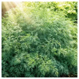 koper-koperek-monarch-szybki-wzrost-aromatyczny-krzaczasty-nasiona-ziol