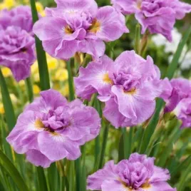 kosaciec-pink-parfait-sadzonka-irys-syberyjski-rozowy-c2