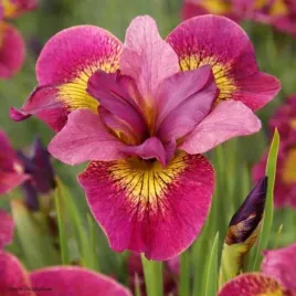 kosaciec-ruby-gold-sadzonka-irys-syberyjski-czerwono-zolty-c2