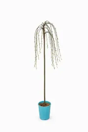 wierzba-integra-roslina-szczepiona-pojemnik-c4