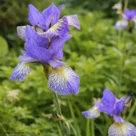 kosaciec-shakers-prayer-sadzonka-irys-syberyjski-bialy-c2