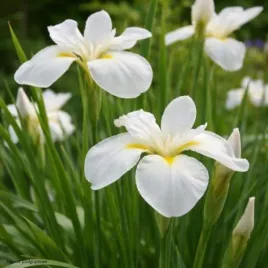 kosaciec-snow-queen-sadzonka-irys-syberyjski-bialy-c2