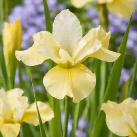 kosaciec-summer-revels-sadzonka-irys-syberyjski-niebieski-c2