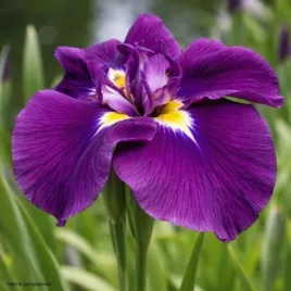 kosaciec-variegata-sadzonka-irys-japonski-paskowane-liscie-c2