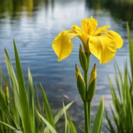 kosaciec-zolty-sadzonka-irys-wodny-do-oczka-c2