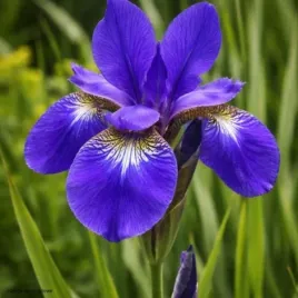 kosaciec-blue-king-sadzonka-irys-syberyjski-niebieski-c2