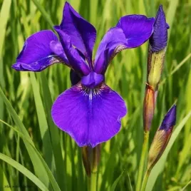 kosaciec-caesars-brother-sadzonka-irys-syberyjski-fioletowy-c2