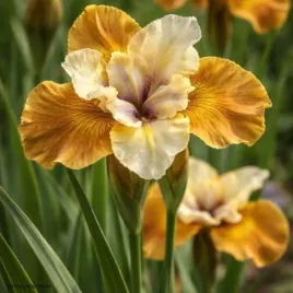 kosaciec-colonel-mustard-sadzonka-irys-syberyjski-zolty-c2