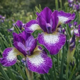 kosaciec-currier-sadzonka-irys-syberyjski-niebieski-c2