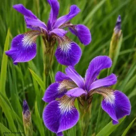 kosaciec-helicopter-sadzonka-irys-syberyjski-niebiesko-fioletowy-c2