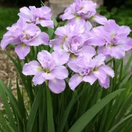 kosaciec-kita-no-seiza-sadzonka-irys-syberyjski-fioletowy-c2