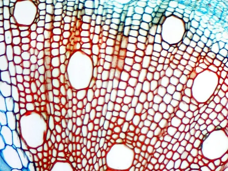 mikroskop-delta-optical-dlt-cam-basic-5mp-usb-2-0-marka-delta-optical