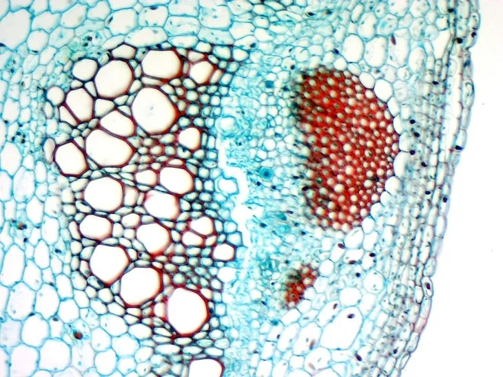 mikroskop-delta-optical-dlt-cam-basic-5mp-usb-2-0-typ-mikroskopu-optyczny