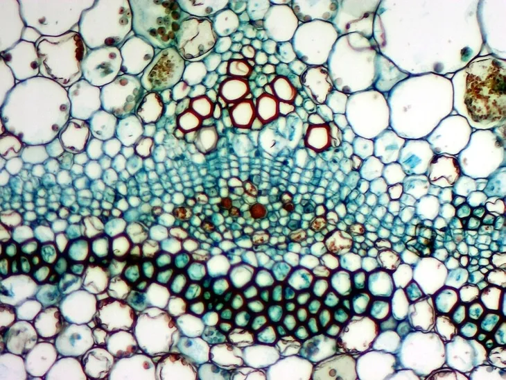 mikroskop-delta-optical-dlt-cam-basic-5mp-usb-2-0-stan-nowy-model-dlt-cam-basic-5mp-usb-2-0