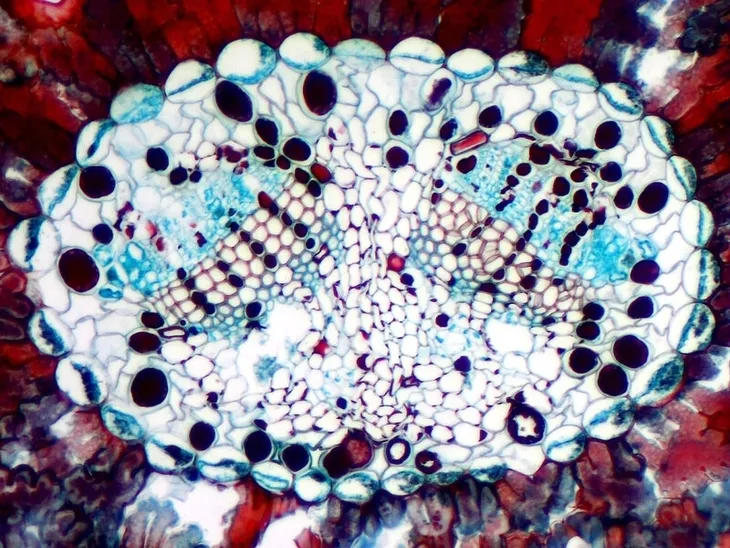 mikroskop-delta-optical-dlt-cam-basic-5mp-usb-2-0-stan-nowy-kod-producenta-do-4918