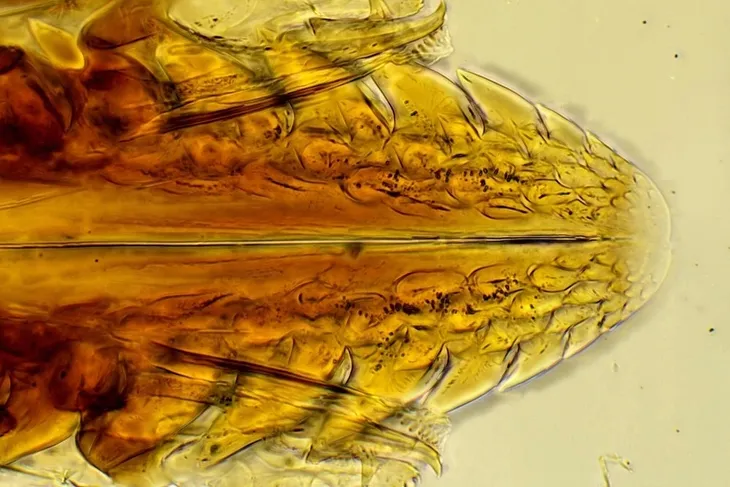 mikroskop-delta-optical-do-8601-typ-mikroskopu-optyczny