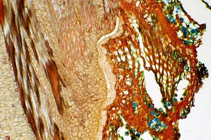 mikroskop-delta-optical-do-8601-stan-nowy-kod-producenta-5901691686014