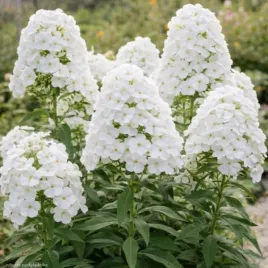 floks-olympus-sadzonka-bylina-ogrodowa-pachnace-kwiaty-c2