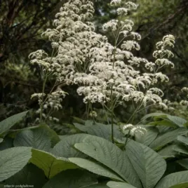 rodgersja-pinnata-biala-sadzonka-bylina-do-cienia-duze-liscie-c2
