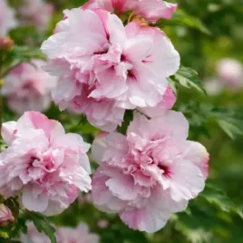 hibiskus-french-cabaret-pastel-sadzonka-ketmia-pelne-kwiaty-rozowy-c45