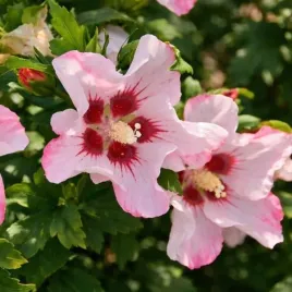 hibiskus-mathilde-sadzonka-ketmia-syryjska-bialo-rozowy-c45