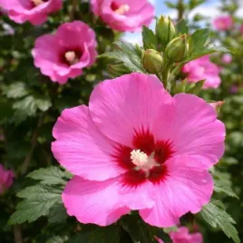 hibiskus-pink-giant-sadzonka-ketmia-syryjska-duze-kwiaty-rozowy-c45