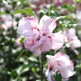 hibiskus-verosa-sadzonka-ketmia-syryjska-rozowe-kwiaty-c45