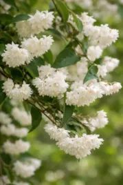 zylistek-pride-of-rochester-sadzonka-krzew-ozdobny-biale-kwiaty-c2