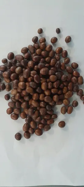 bobik-slodki-5-kg-waga-4-5-kg