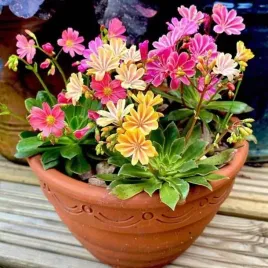 lewisia-lewizja-liscieniowa-1-szt-doniczka-p9-zachwycajaca-ciekawa-bylina