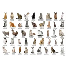podkladka-na-biurko-derform-rasy-kotow