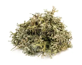porost-islandzki-equiherbs-eko-torba-1000g