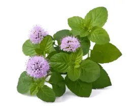 melisa-equiherbs-ziele-eko-torba-1000g