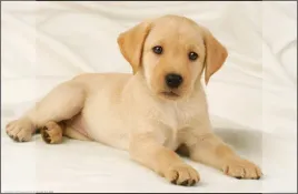 kangaro-k-0014d108-podkladka-mata-ochronna-na-biurko-38-x-58-cm-labrador