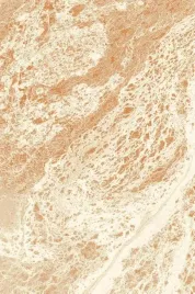 dywan-200x300-cm-bezowy-do-salonu-100percent-welna-gesty-prostokatny-agnella