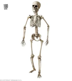 dekoracja-ludzki-szkielet-kosciotrup-kosci-halloween