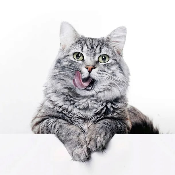 brit-premium-cat-sterilized-salmon-15kg-brit-liczba-sztuk-w-opakowaniu-1-szt