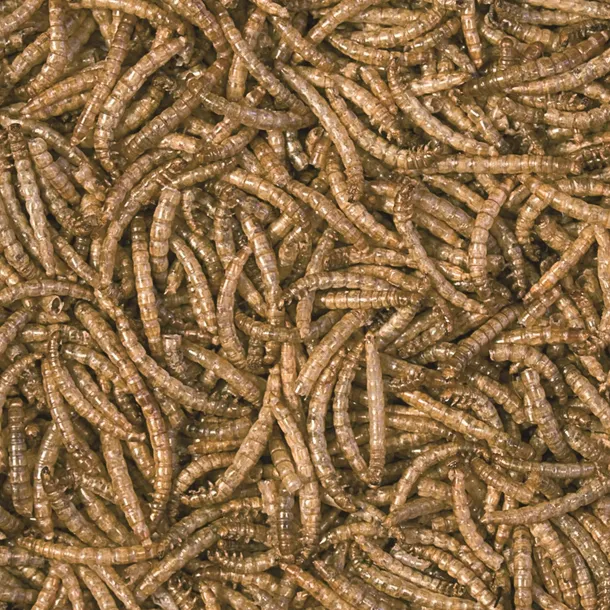 tropical-meal-worms-250ml-tropical-stan-nowy