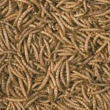 tropical-meal-worms-250ml-tropical-stan-nowy