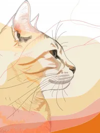 plakat-60x80cm-delikatny-profil-kota