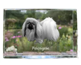 pekinczyk-krysztal-ze-zdjeciem-psa-zdjecie-w-szkle-nowoczesna-ekspozycj