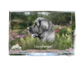leonberger-krysztal-ze-zdjeciem-psa-zdjecie-w-szkle-nowoczesna-ekspozyc