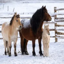 realg-rc-k-137-diamentowe-malowanie-zestaw-5d-50-x-65-cm-konie