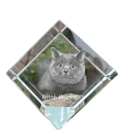 brytyjski-krotkowlosy-krysztalowa-kostka-ze-zdjeciem-kota-zdjecie-konia