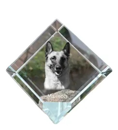 malinois-owczarek-belgijski-krysztalowa-kostka-ze-zdjeciem-zdjecie-konia